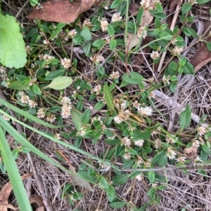 Alternanthera sp. A Flora of NSW (M. Gray 5187) J. Palmer at Hall, ACT - 20 Jan 2024