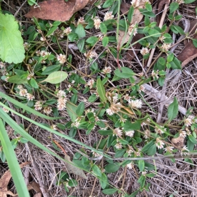 Alternanthera sp. A Flora of NSW (M. Gray 5187) J. Palmer at Hall, ACT - 20 Jan 2024 by Rosie