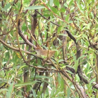 Cincloramphus timoriensis (Tawny Grassbird) at Jarramlee-West MacGregor Grasslands - 20 Jan 2024 by BenW