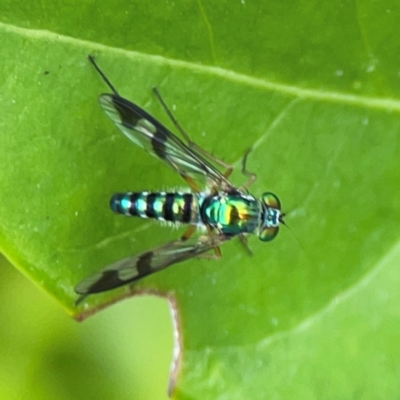 Unidentified Other true fly at Campbelltown, NSW - 20 Jan 2024 by Hejor1