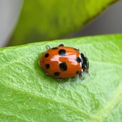 Unidentified Lady beetle (Coccinellidae) at Campbelltown, NSW - 20 Jan 2024 by Hejor1