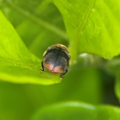 Cryptolaemus montrouzieri at Campbelltown, NSW - 20 Jan 2024