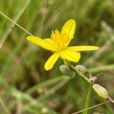 Tricoryne elatior (Yellow Rush Lily) at Mount Ainslie to Black Mountain - 20 Jan 2024 by SilkeSma