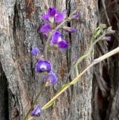 Glycine tabacina (Variable Glycine) at Mount Ainslie to Black Mountain - 20 Jan 2024 by SilkeSma