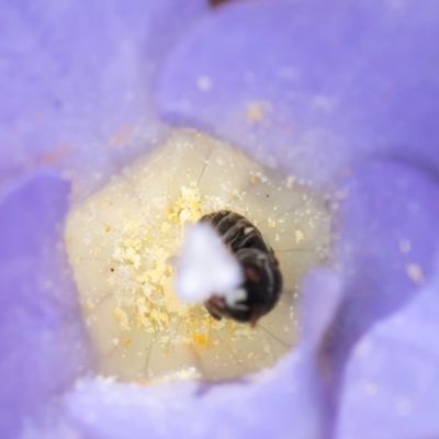 Hylaeus (Prosopisteron) sp. (genus & subgenus) (Masked Bee) at Croke Place Grassland (CPG) - 19 Jan 2024 by kasiaaus