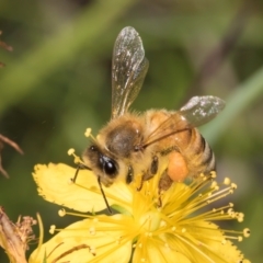 Apis mellifera (European honey bee) at McKellar, ACT - 19 Jan 2024 by kasiaaus