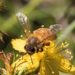 Apis mellifera at Croke Place Grassland (CPG) - 19 Jan 2024