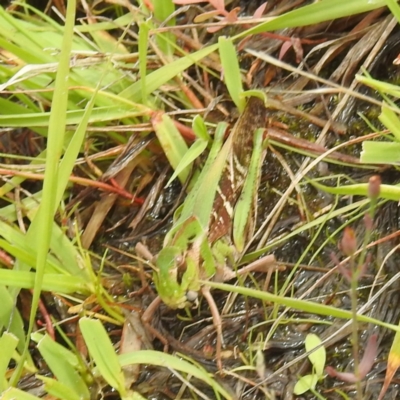 Oedaleus australis (Australian Oedaleus) at McQuoids Hill - 20 Jan 2024 by HelenCross