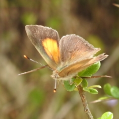 Paralucia pyrodiscus (Fiery Copper) at McQuoids Hill - 20 Jan 2024 by HelenCross