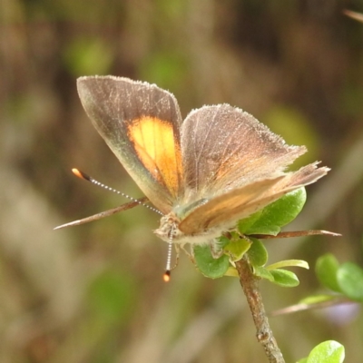 Paralucia pyrodiscus (Fiery Copper) at McQuoids Hill - 20 Jan 2024 by HelenCross