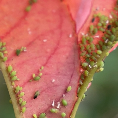 Unidentified Psyllid, lerp, aphid or whitefly (Hemiptera, several families) at Campbelltown, NSW - 20 Jan 2024 by Hejor1