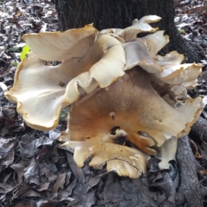 Omphalotus nidiformis at Greenway, ACT - 20 Jan 2024 04:39 PM