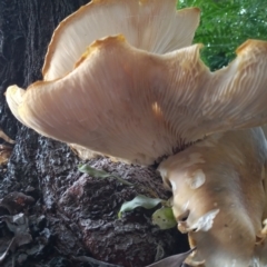 Omphalotus nidiformis at Greenway, ACT - 20 Jan 2024 04:39 PM