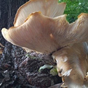 Omphalotus nidiformis at Greenway, ACT - 20 Jan 2024 04:39 PM