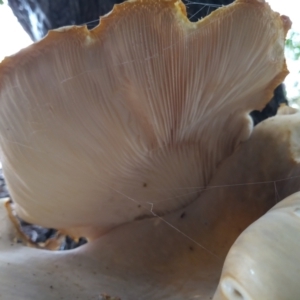 Omphalotus nidiformis at Greenway, ACT - 20 Jan 2024 04:39 PM