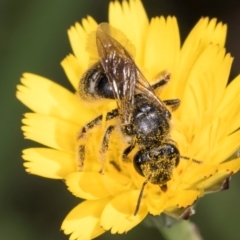 Lasioglossum (Chilalictus) sp. (genus & subgenus) (Halictid bee) at Croke Place Grassland (CPG) - 19 Jan 2024 by kasiaaus