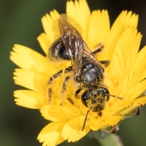 Lasioglossum (Chilalictus) sp. (genus & subgenus) at McKellar, ACT - 19 Jan 2024 11:31 AM