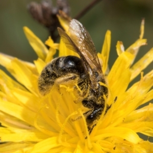 Lasioglossum (Chilalictus) sp. (genus & subgenus) at McKellar, ACT - 19 Jan 2024 11:31 AM