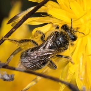 Lasioglossum (Chilalictus) sp. (genus & subgenus) at McKellar, ACT - 19 Jan 2024 11:31 AM