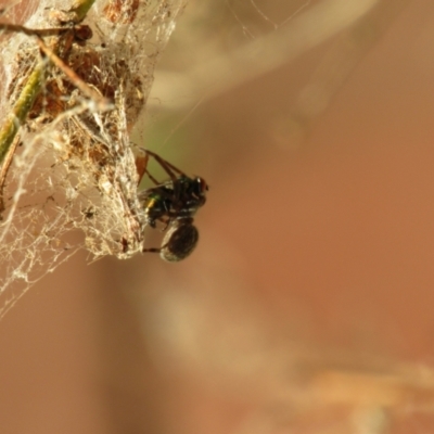 Unidentified Other web-building spider at Hackham, SA - 28 Mar 2023 by angmarrob