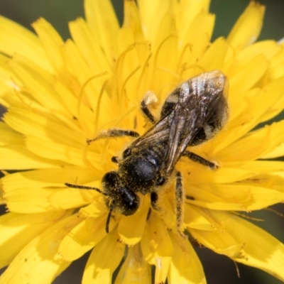 Lasioglossum (Chilalictus) sp. (genus & subgenus) (Halictid bee) at Croke Place Grassland (CPG) - 19 Jan 2024 by kasiaaus