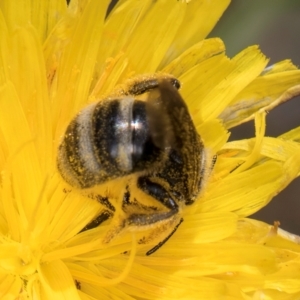 Lasioglossum (Chilalictus) sp. (genus & subgenus) at McKellar, ACT - 19 Jan 2024