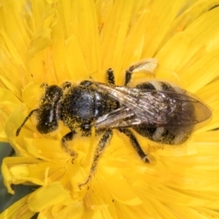 Lasioglossum (Chilalictus) sp. (genus & subgenus) at McKellar, ACT - 19 Jan 2024