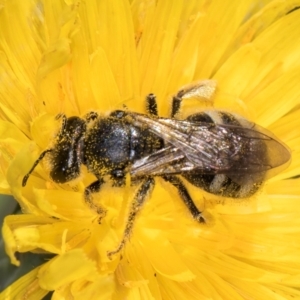 Lasioglossum (Chilalictus) sp. (genus & subgenus) at McKellar, ACT - 19 Jan 2024