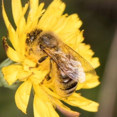 Lasioglossum (Chilalictus) sp. (genus & subgenus) (Halictid bee) at McKellar, ACT - 19 Jan 2024 by kasiaaus