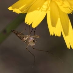 Chironomidae (family) (Non-biting Midge) at Croke Place Grassland (CPG) - 19 Jan 2024 by kasiaaus