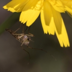 Chironomidae (family) at Croke Place Grassland (CPG) - 19 Jan 2024