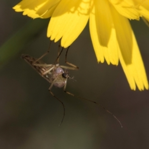 Chironomidae (family) at Croke Place Grassland (CPG) - 19 Jan 2024