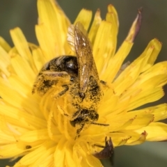 Lasioglossum (Chilalictus) lanarium (Halictid bee) at Croke Place Grassland (CPG) - 19 Jan 2024 by kasiaaus