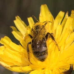 Lasioglossum (Chilalictus) lanarium at McKellar, ACT - 19 Jan 2024 11:35 AM