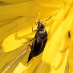 Mordella sp. (genus) (Pintail or tumbling flower beetle) at Croke Place Grassland (CPG) - 19 Jan 2024 by kasiaaus