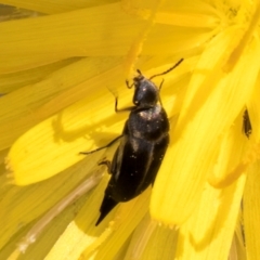 Mordella sp. (genus) (Pintail or tumbling flower beetle) at McKellar, ACT - 19 Jan 2024 by kasiaaus