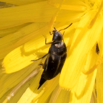 Mordella sp. (genus) (Pintail or tumbling flower beetle) at Croke Place Grassland (CPG) - 19 Jan 2024 by kasiaaus
