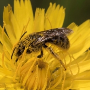 Lasioglossum (Chilalictus) sp. (genus & subgenus) at Croke Place Grassland (CPG) - 19 Jan 2024