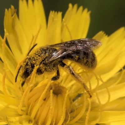 Lasioglossum (Chilalictus) sp. (genus & subgenus) (Halictid bee) at Croke Place Grassland (CPG) - 19 Jan 2024 by kasiaaus