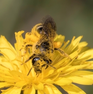 Lasioglossum (Chilalictus) sp. (genus & subgenus) at Croke Place Grassland (CPG) - 19 Jan 2024