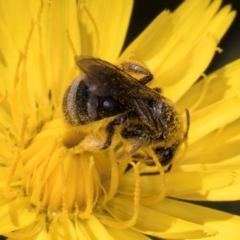 Lasioglossum (Chilalictus) sp. (genus & subgenus) at McKellar, ACT - 19 Jan 2024 11:37 AM