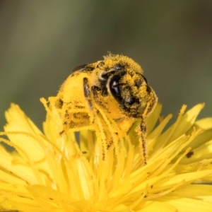 Lasioglossum (Chilalictus) sp. (genus & subgenus) at McKellar, ACT - 19 Jan 2024 11:37 AM