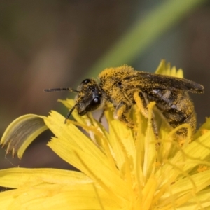 Lasioglossum (Chilalictus) sp. (genus & subgenus) at McKellar, ACT - 19 Jan 2024 11:38 AM