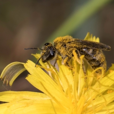 Lasioglossum (Chilalictus) sp. (genus & subgenus) (Halictid bee) at Croke Place Grassland (CPG) - 19 Jan 2024 by kasiaaus