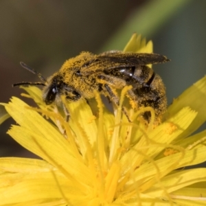 Lasioglossum (Chilalictus) sp. (genus & subgenus) at McKellar, ACT - 19 Jan 2024 11:38 AM