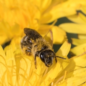 Lasioglossum (Chilalictus) sp. (genus & subgenus) at Croke Place Grassland (CPG) - 19 Jan 2024