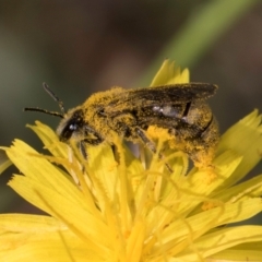 Lasioglossum (Chilalictus) sp. (genus & subgenus) at McKellar, ACT - 19 Jan 2024 11:38 AM