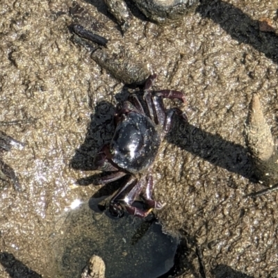 Unidentified Crab at Wirreecoo Trail - 20 Jan 2024 by AniseStar
