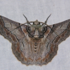 Hypobapta tachyhalotaria (Varied Grey) at Sheldon, QLD - 12 Jan 2008 by PJH123