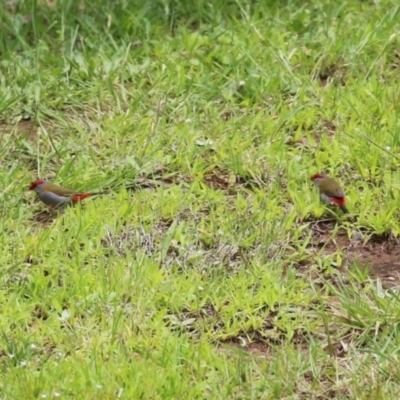 Neochmia temporalis (Red-browed Finch) at Symonston, ACT - 20 Jan 2024 by RodDeb